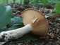 Gyöngyös tejelőgomba (Lactarius circellatus), Budai-hegység